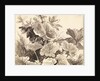 Study of Coltsfoot Leaves by Franz Innocenz Kobell
