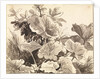 Study of Coltsfoot Leaves by Franz Innocenz Kobell