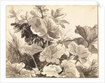 Study of Coltsfoot Leaves by Franz Innocenz Kobell
