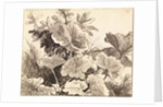 Study of Coltsfoot Leaves by Franz Innocenz Kobell