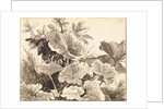 Study of Coltsfoot Leaves by Franz Innocenz Kobell