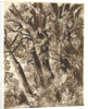 Trunks and Branches by Franz Innocenz Kobell