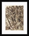 Trunks and Branches by Franz Innocenz Kobell