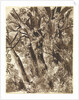 Trunks and Branches by Franz Innocenz Kobell