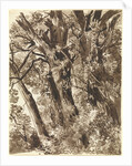 Trunks and Branches by Franz Innocenz Kobell