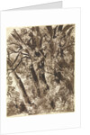 Trunks and Branches by Franz Innocenz Kobell