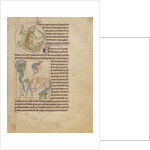 A Lizard, Salamanders by Anonymous