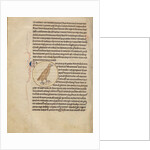 A Partridge by Anonymous