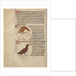 A Raven, A Crow by Anonymous