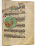 A Peacock, A Rooster by Anonymous