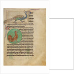 A Peacock, A Rooster by Anonymous