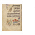 An Owl, Phoenixes by Anonymous