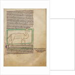 A Camel by Anonymous