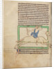 A Dromedary by Anonymous