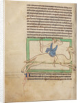 A Dromedary by Anonymous
