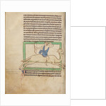 A Dromedary by Anonymous