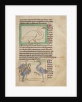 A Swan, Cranes by Anonymous