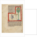 A Cinomolgus by Anonymous