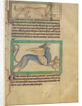 A Lynx, A Griffin by Anonymous