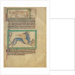 A Lynx, A Griffin by Anonymous