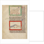 A Sheep, A Ram by Anonymous