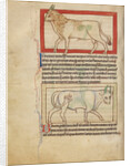 A Bull, An Ox by Anonymous