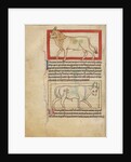 A Bull, An Ox by Anonymous