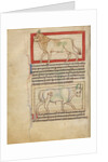 A Bull, An Ox by Anonymous