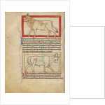 A Bull, An Ox by Anonymous