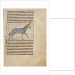 A Wild Donkey by Anonymous