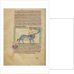 A Monocentaurus by Anonymous