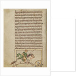 A Beaver by Anonymous