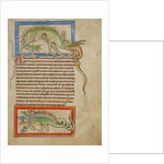 A Hydrus, A Hydra by Anonymous