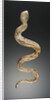 Snake by Anonymous