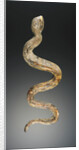 Snake by Anonymous