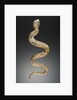Snake by Anonymous