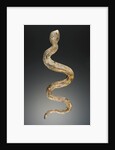 Snake by Anonymous