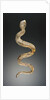 Snake by Anonymous