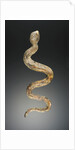 Snake by Anonymous