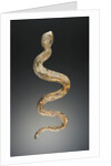 Snake by Anonymous
