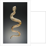 Snake by Anonymous