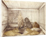 Portrait of a Man with Lions by Anonymous
