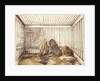 Portrait of a Man with Lions by Anonymous