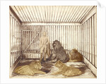 Portrait of a Man with Lions by Anonymous