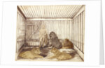 Portrait of a Man with Lions by Anonymous