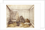 Portrait of a Man with Lions by Anonymous