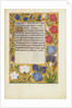 Decorated Text Page by Anonymous