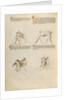 Combat with Sword by Fiore Furlan dei Liberi da Premariacco