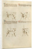 Combat with Sword by Fiore Furlan dei Liberi da Premariacco