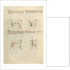 Combat with Sword by Fiore Furlan dei Liberi da Premariacco